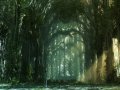 176sun-lightofForest.jpg